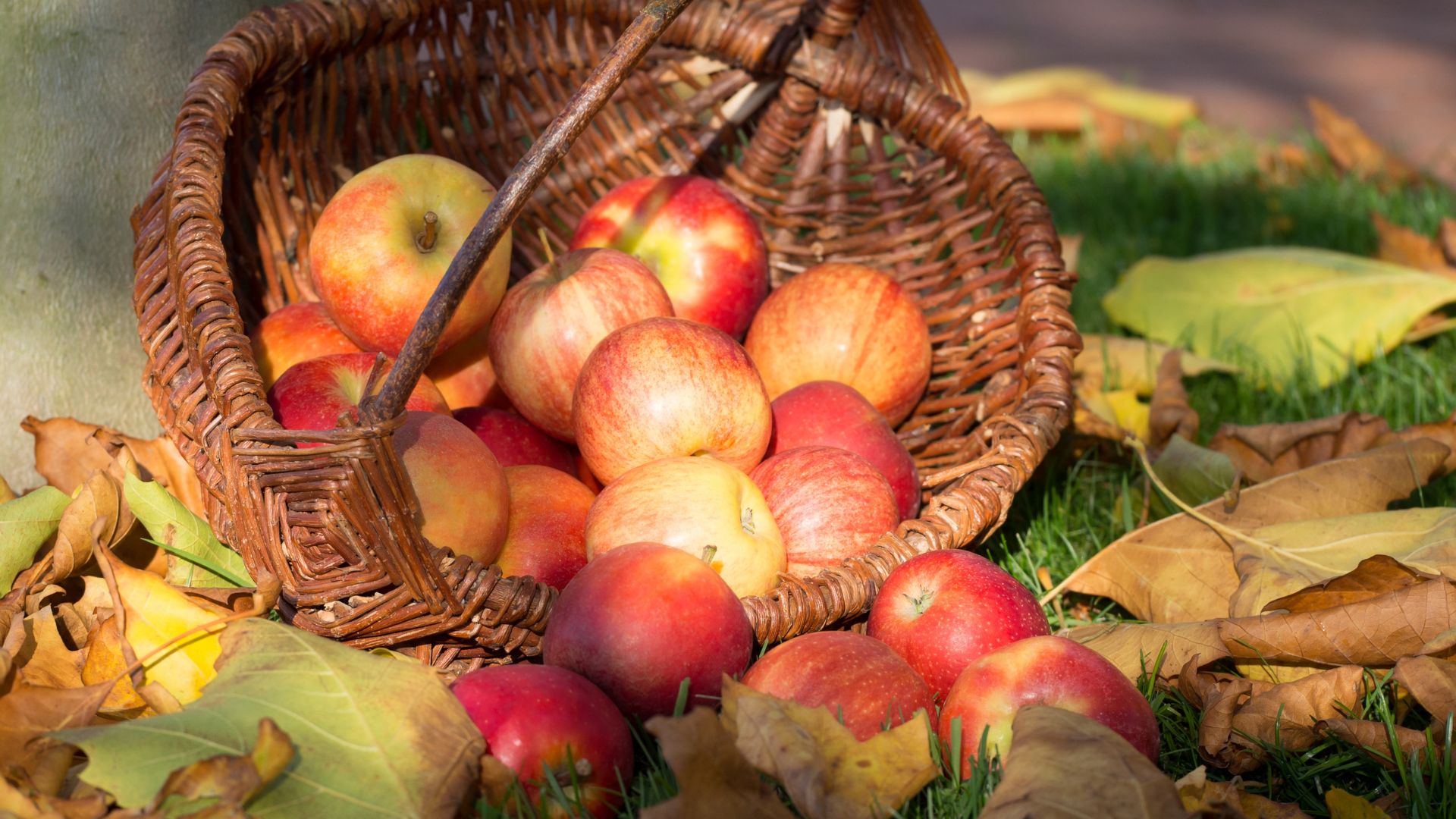 Get Your Apple Picking Party Started: Inspired Fall Entertainment
